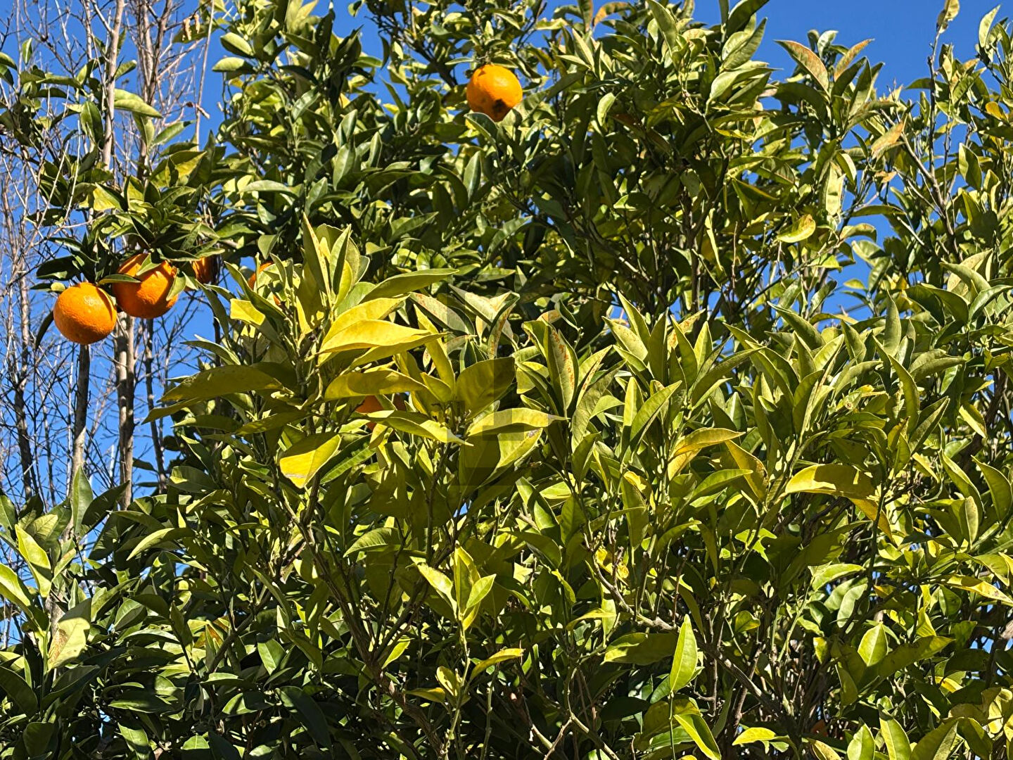 Maison 3 chambres à vendre à Carcassonne.
