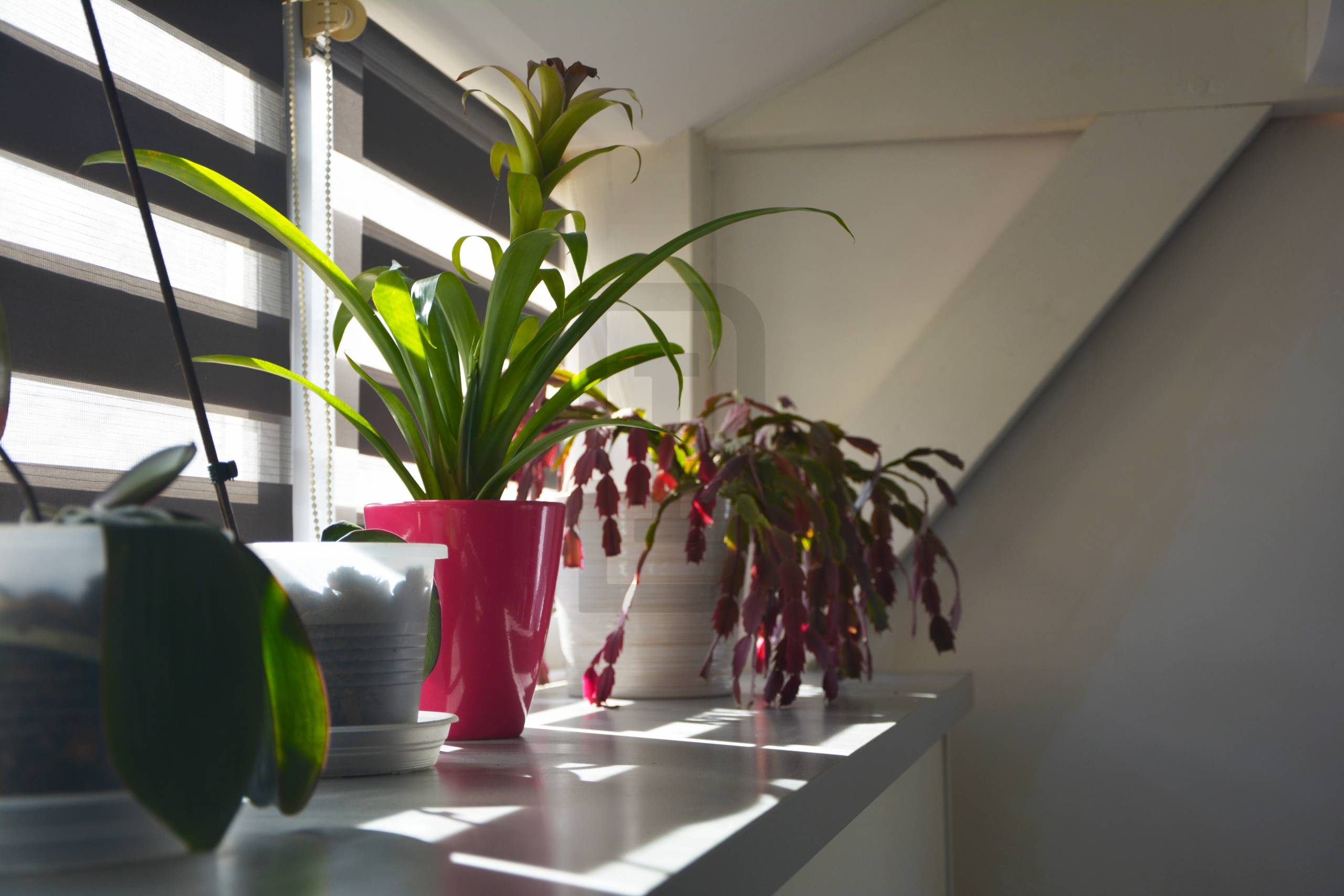 Ensemble immobilier à Quillan, composé de 2 logements (une maison avec un garage + un studio indépendant avec terrasse).