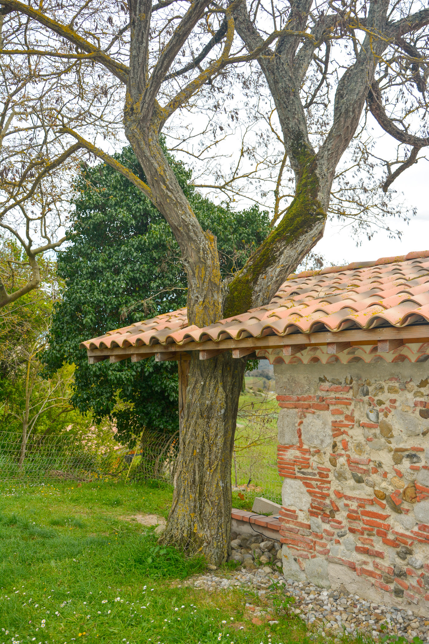 AMOUR | LIMOUX (11300) – Image 105