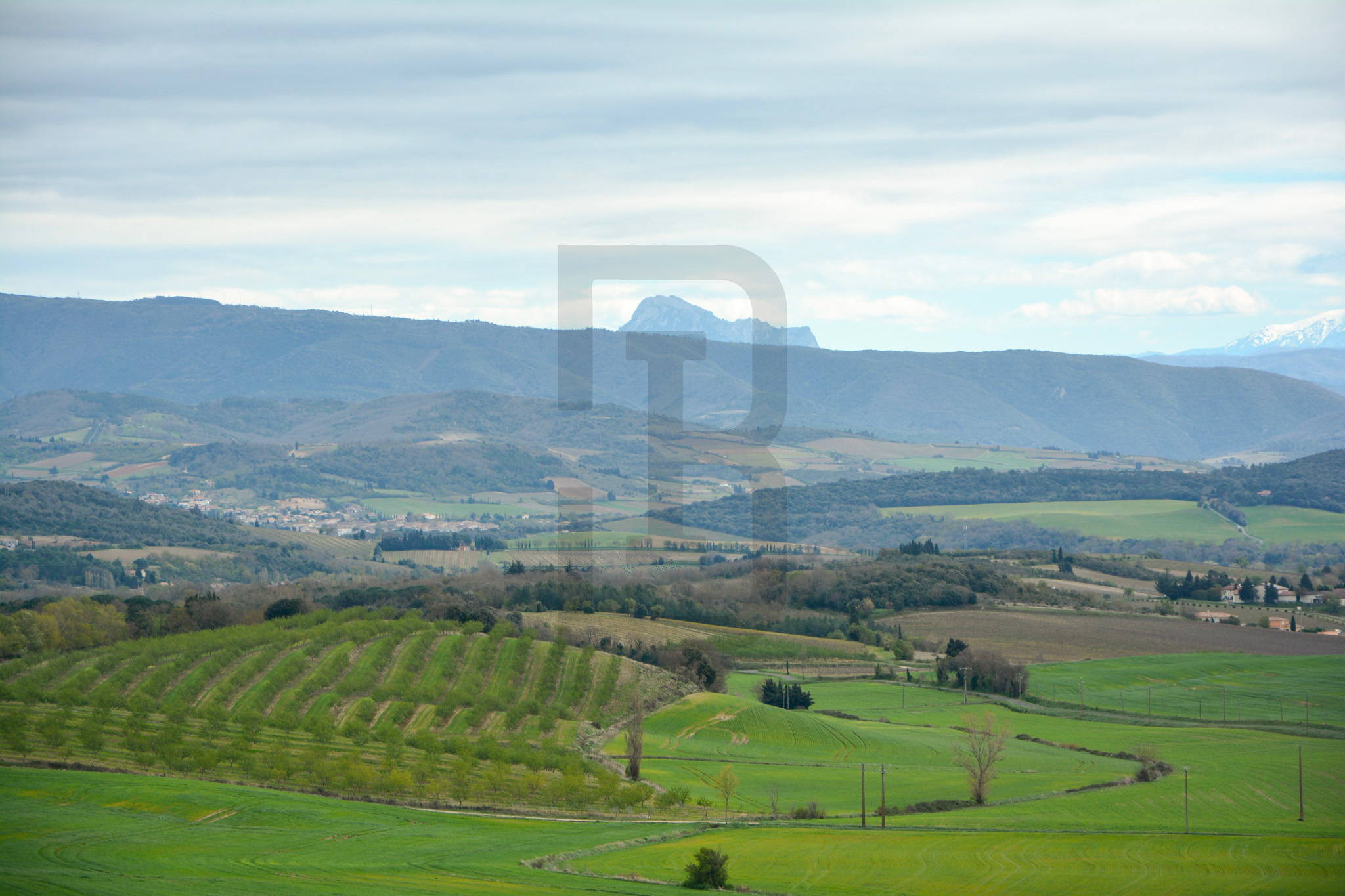 AMOUR | LIMOUX (11300) – Image 155