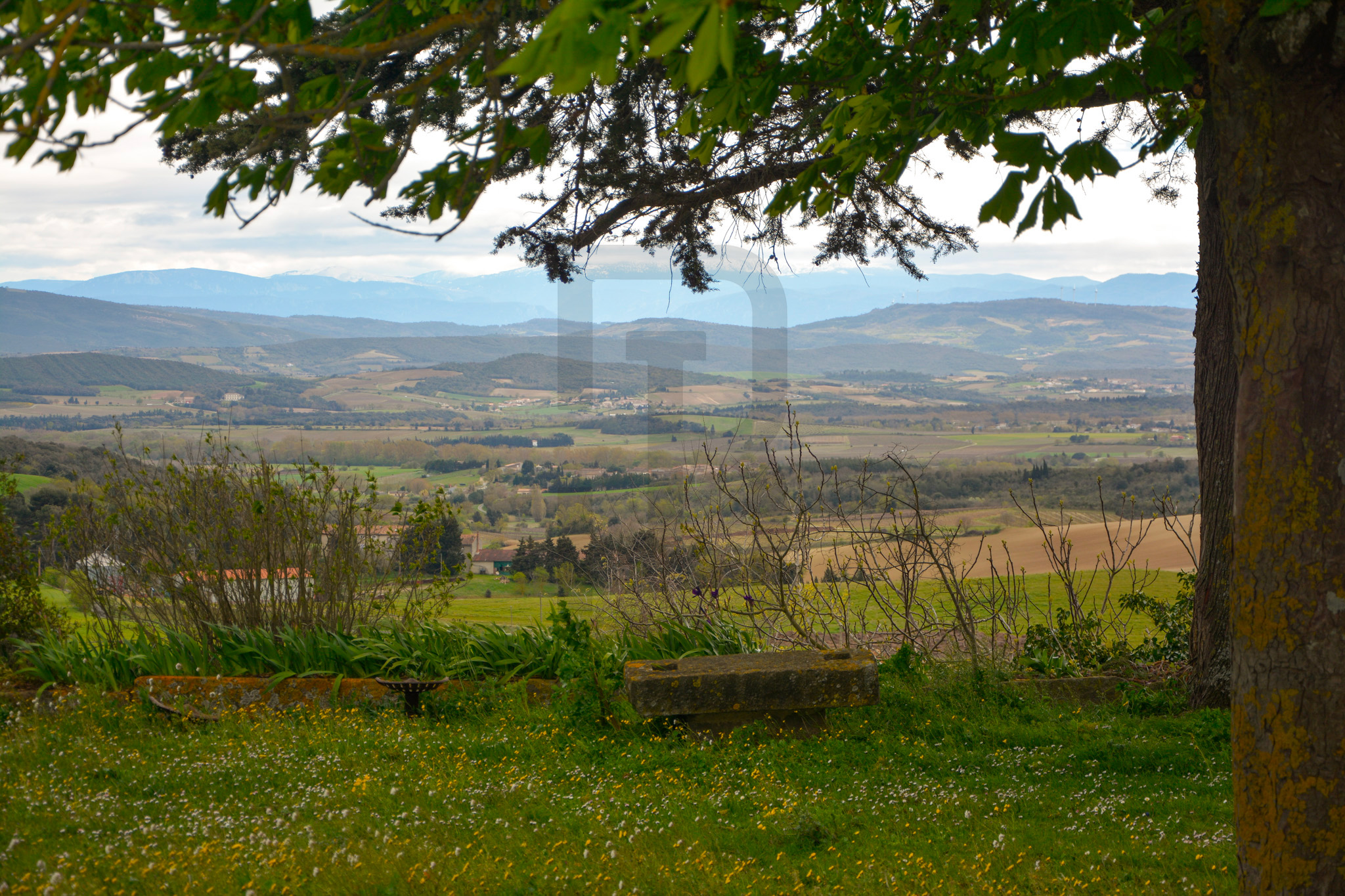AMOUR | LIMOUX (11300) – Image 59