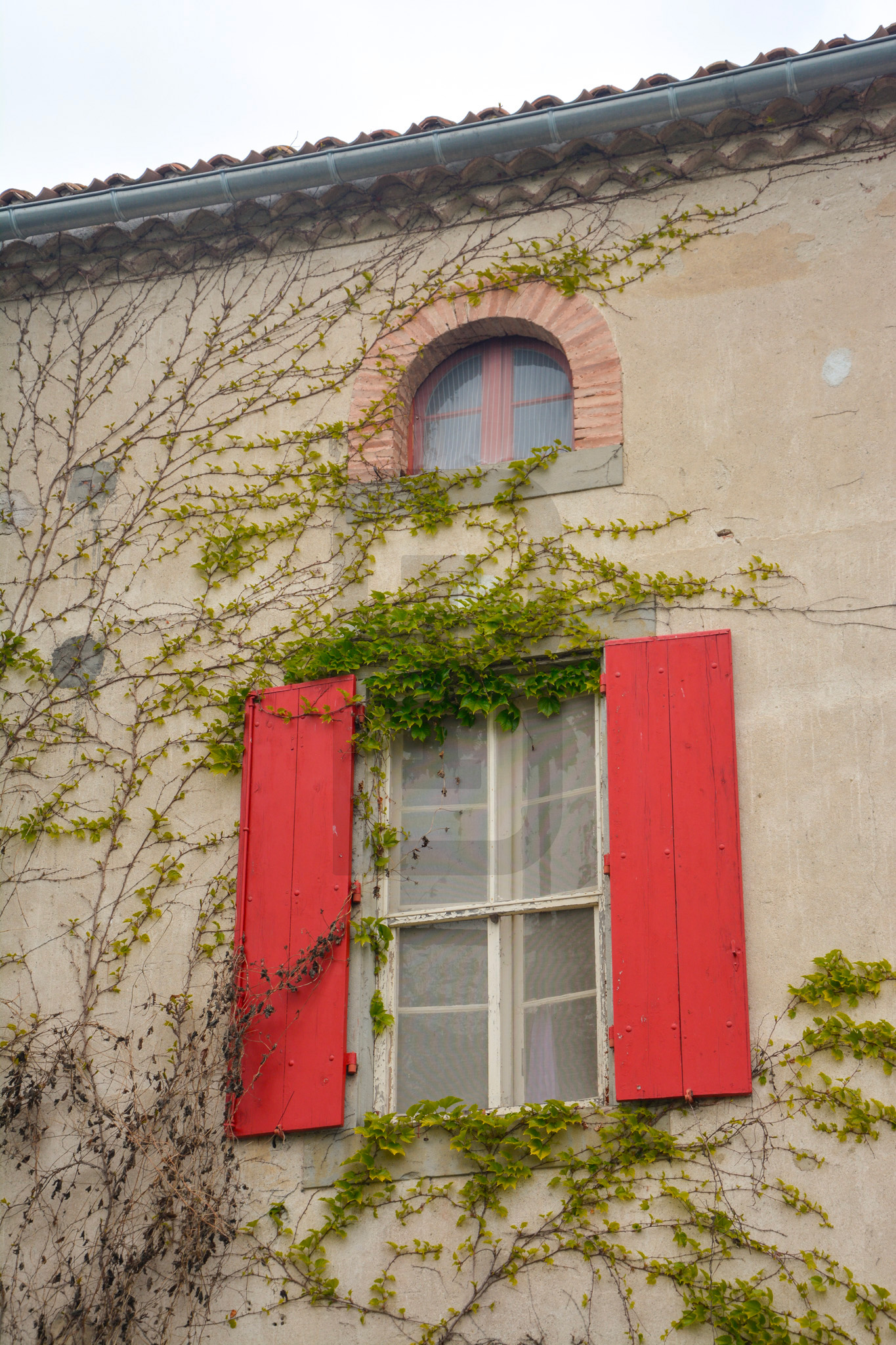 AMOUR | LIMOUX (11300) – Image 62