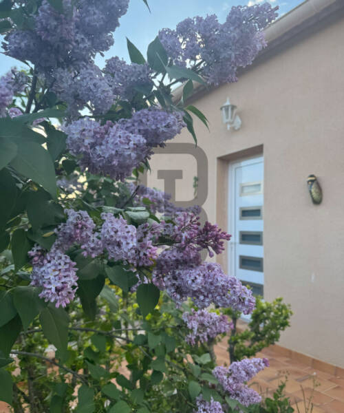 LILAS | LIMOUX (11300)