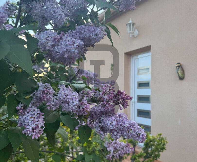 LILAS | LIMOUX (11300)